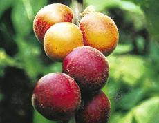 Urwald Frucht