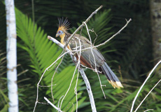 Vogel Amazonas